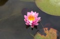 Nymphaea "Jakkaphong"