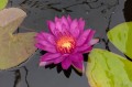 Nymphaea "Purple Fantasy"