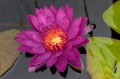 Nymphaea "Purple Fantasy"