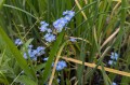 Myosotis palustris
