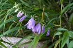 Campanula rapunculoides - dzwonek jednostronny