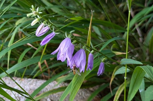 Campanula rapunculoides