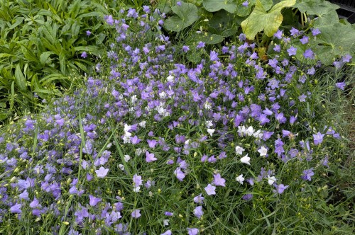 Campanula rotundifolia