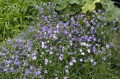 Campanula rotundifolia