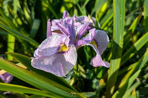 Iris x pseudata „Take No Sato”