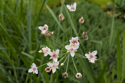 Butomus umbellatus "Schneeweischen"