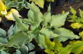 Hosta "Fleet Week"