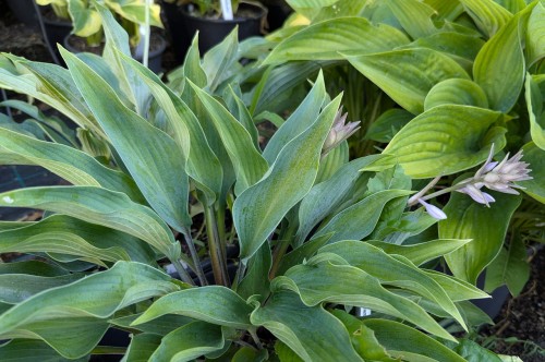 Hosta "Dean's Dream"