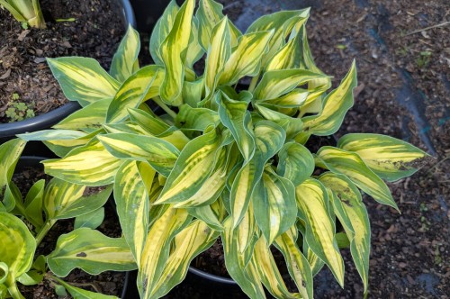 Hosta "Day of Light"