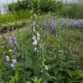 Campanula rapunculoides