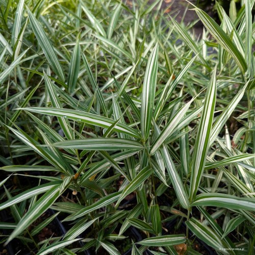 Pleioblastus fortunei "Variegatus”