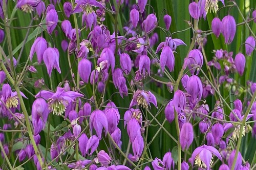 Thalictrum delavayi "Decorum"