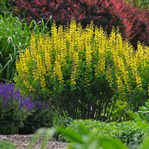 Baptisia "Lemon Meringue", fot. Walters Gardens