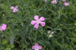 Dianthus campestris - goździk polny