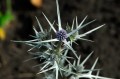 Eryngium variifolium