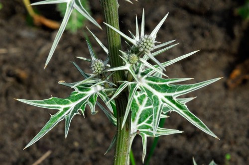 Eryngium variifolium