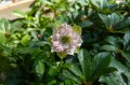 Helleborus orientalis „Wintry Wonders Double Candy”