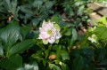 Helleborus orientalis „Wintry Wonders Double Candy”