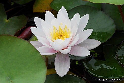 Nymphaea „Marliacea Rosea”