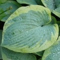 Hosta „Olive Bailey Langdon” - liść
