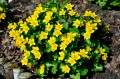 Caltha palustris