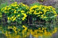 Caltha palustris nad stawem