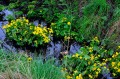 Caltha palustris w strumieniu