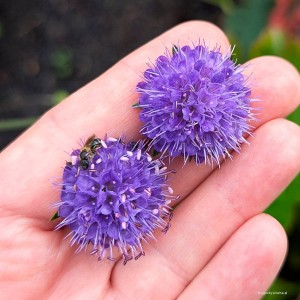 Succisia pratensis - czarcikęs łąkowy