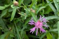 Centaurea jacea