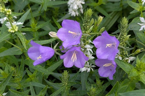 Campanula persicifolia
