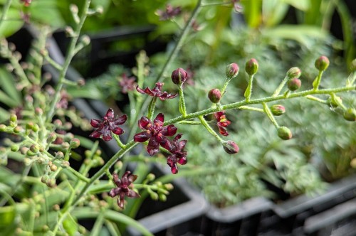 Veratrum formosanum