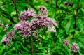 Eupatorium cannabinum