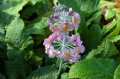 Primula bulleesiana