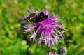 Centaurea jacea