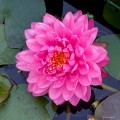 Nymphaea "Fuchsia Pom Pom"