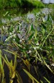 Sagittaria sagittifolia