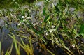 Sagittaria sagittifolia
