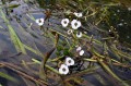Sagittaria sagittifolia - kwiat