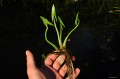 Sagittaria sagittifolia - sadzonka
