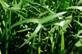 Sagittaria sagittifolia