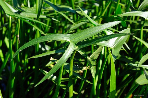 Sagittaria sagittifolia