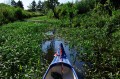 Sagittaria sagittifolia rosnąca w rzeczce o powolnym nurcie