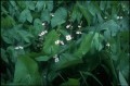 Sagittaria latifolia