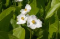 Sagittaria latifolia - kwiat