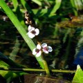 Sagittaria sagittifolia - kwiat
