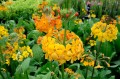 Primula bulleyana