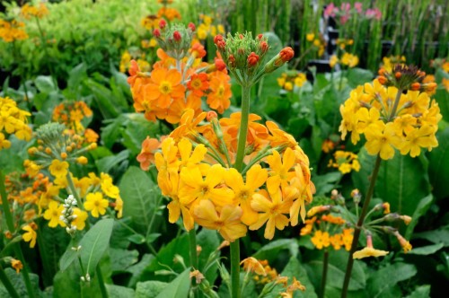 Primula bulleyana