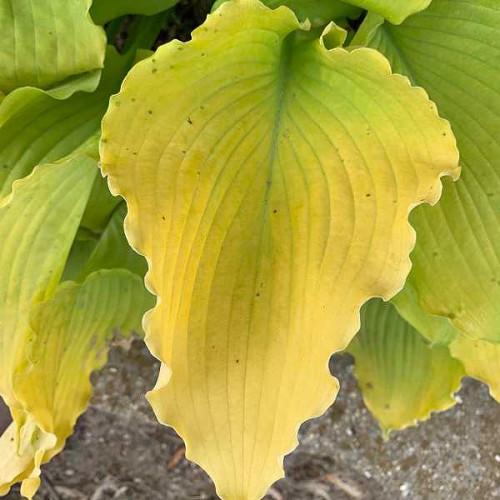 Hosta "Echo the Sun", zdjęcie dzięki uprzejmości Walters Gardens, Inc