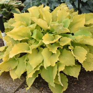 Hosta „Echo the Sun” - funkia