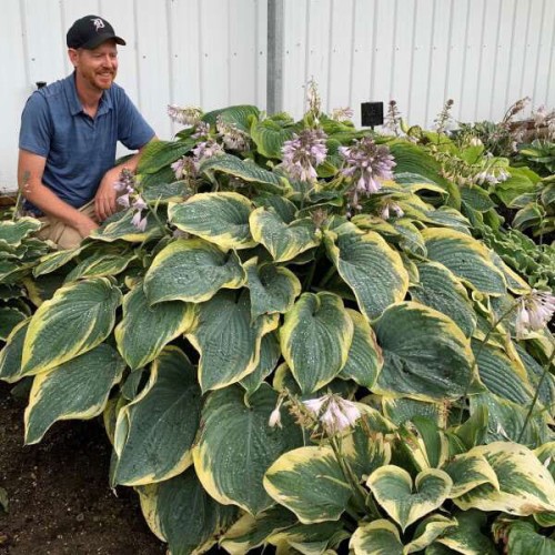 Hosta "Gigantosaurus", fot. dzięki uprzejmości Walters Gardens, Inc.